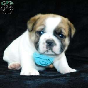 Buster, Miniature Bulldog Puppy